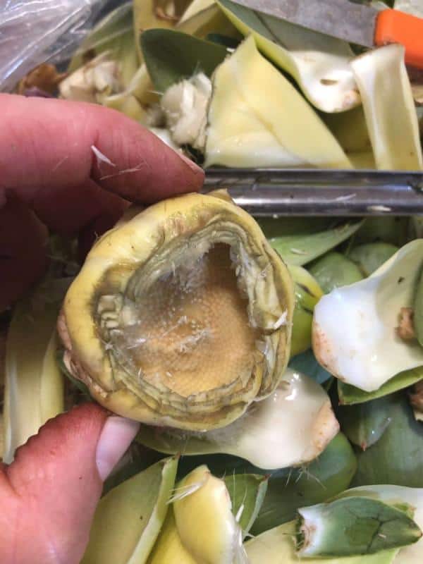 Artichoke bottoms cleaned and ready for frying then stuffing