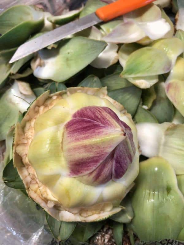 Prepare the artichokes by removing the tough outer leaves until you reach the tender inner leaves.