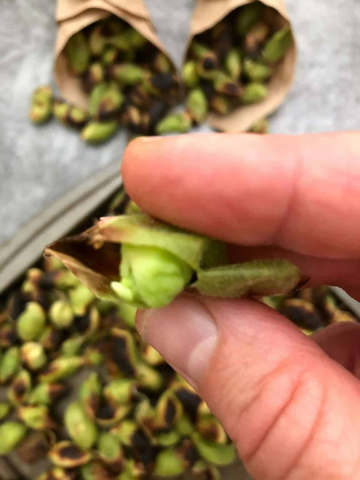 Roasted Green Chickpeas High In Protein Healthy and Tasty Palestine