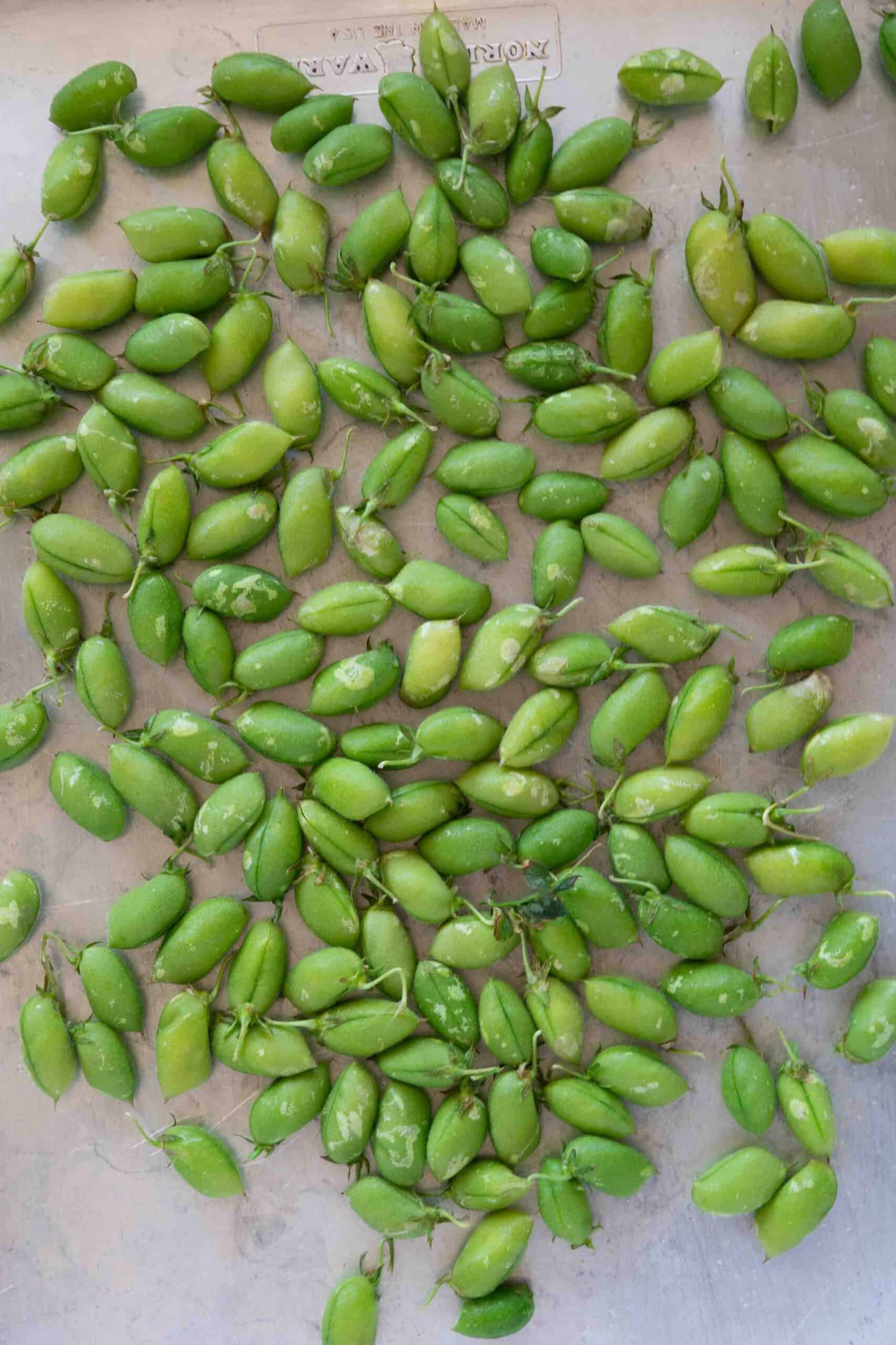 Fresh raw green chickpeas on a baking sheet